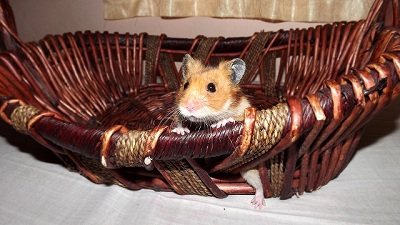 Rilwan's Hammie boy in the bucket