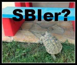 Tortoising along... Are you a SBI! owner?